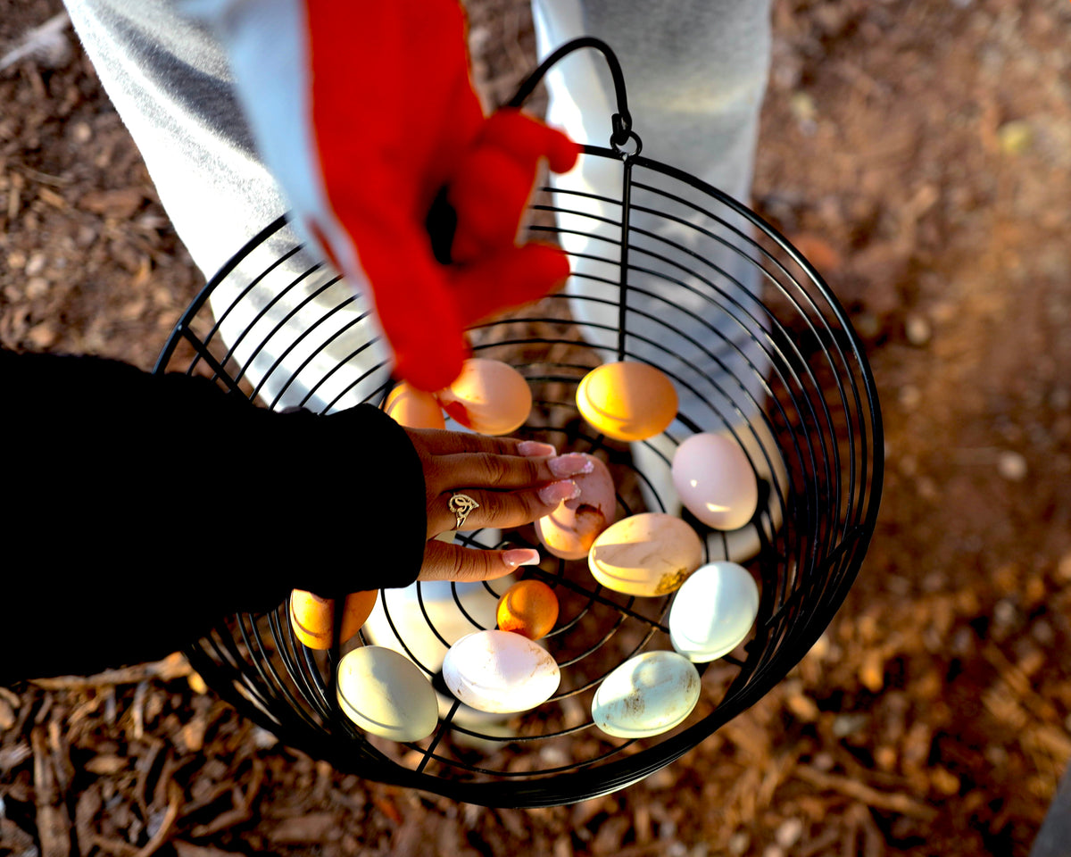 A black wire basket filled with pastel-colored eggs, held outdoors over a person's hand while another hand in a red glove reaches in. The background shows mulch and another person's legs.