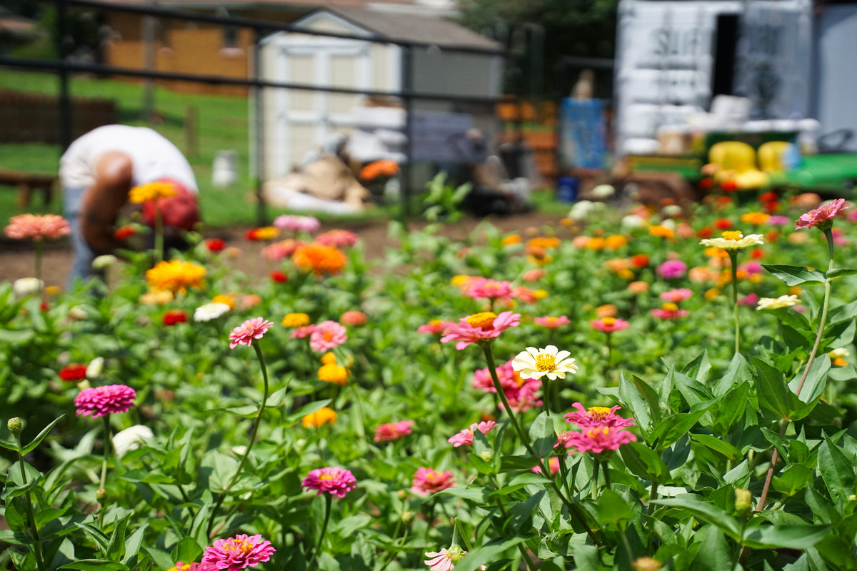 A vibrant garden bed filled with colorful zinnia flowers in shades of pink, orange, yellow, and white, with a person gardening in a blurred background.