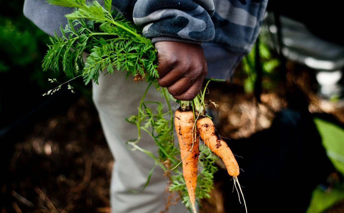 A close-up of a person's hand holding a cluster of freshly harvested orange carrots with green tops in a garden.